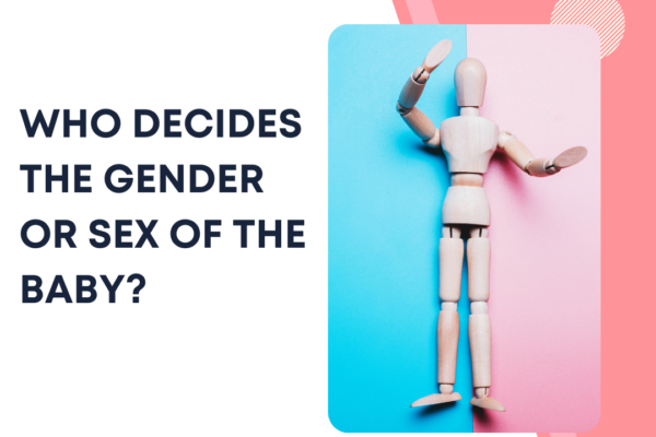 Who Determines the Gender or Sex of the Baby?